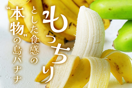 ＜先行予約＞石垣島の島バナナ、1～3房（約1,2～1,5kg前後入り）《4月中旬～順次発送》爽やか酸味のスッキリ系バナナ、少し冷やしてもイイんです！SI-33