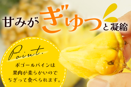 《2026年4月下旬頃より順次発送》【予約受付】石垣島産 ボゴールパイン 2～3玉セット 約2㎏ TD-2