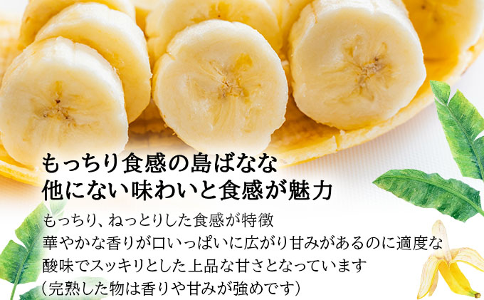 【先行予約 2026年5〜10月順次発送】バナナ好きに届けたい！！完全無農薬栽培 もっちり食感がやみつきの希少な国産『プレミアム島ばなな』贅沢に1房丸ごと約1.5-2kgお届け！！