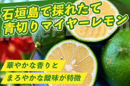 【先行予約】≪2026年8月以降順次発送≫ こだわりの青切りマイヤーレモン 約1kg（6～9個）【 沖縄 石垣 数量限定 フルーツ レモン マイヤー メイヤー 】TF-026 約1kg (6～9個)