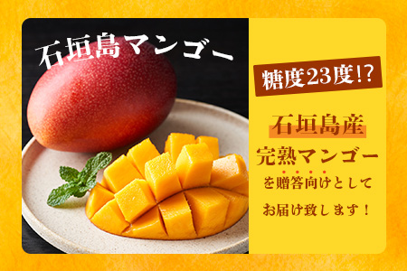 《2026年6月下旬～7月下旬発送》【先行予約】「マンゴー」最高糖度20度！？ 完熟の極！石垣島マンゴー 2玉約900g【贈答向け】【 沖縄 石垣島 石垣 八重山 マンゴー 完熟マンゴー 期間限定 数量限定 贈答 】TF-6-1_R8