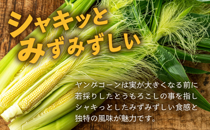 【先行予約2025年12月-2026年4月】 1番遅くて1番早い_ 朝採れプレミアムヤングコーンを皮付きのまま20本お届け！！