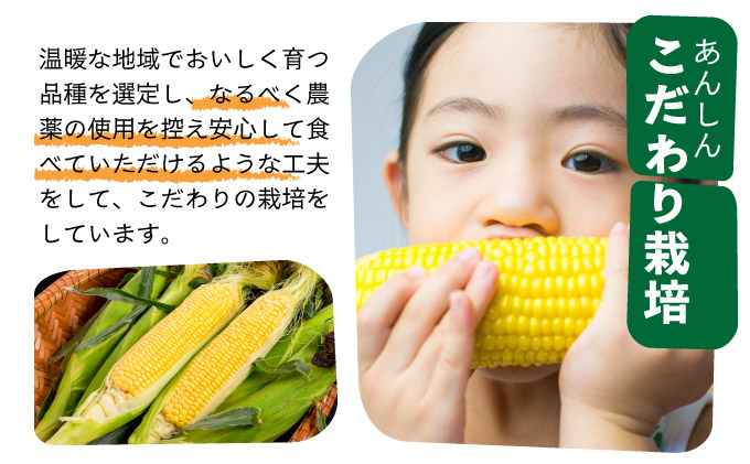 【先行予約2025年1月-5月配送】1番遅くて1番早い_ プレミアムヤングコーンとスイートコーンのよくばり定期便！！朝採れを皮付きのままお届け！！