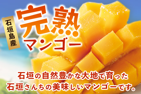 2026年発送分【先行予約】石垣島産《樹齢30年》マンゴー (アーウィン種) 約1kg(2～3玉) 《2026年7月以降より順次発送》石垣さんちの石垣トロピカルファーム TP-1 約1kg（2～3玉）