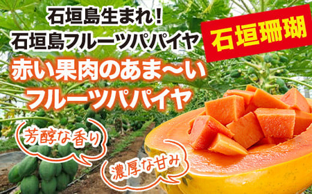 フルーツパパイヤ4kg ZH-14