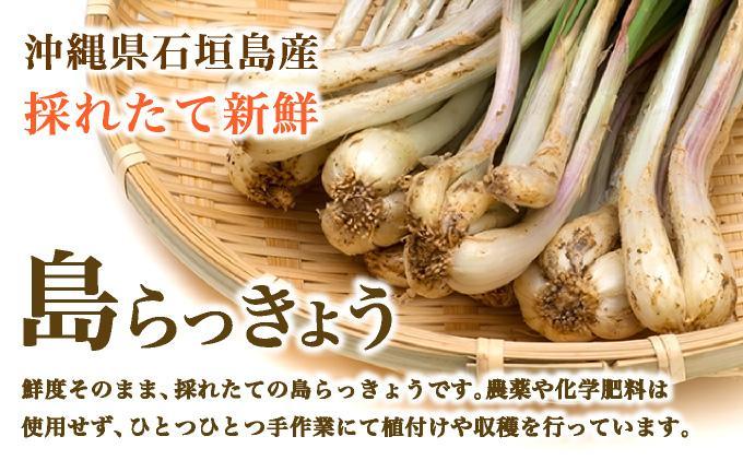 ≪2026年2月下旬～5月下旬発送≫採れたて島らっきょう 500g 【 沖縄県 石垣市 野菜 らっきょう 島らっきょう おつまみ 採れたて 料理 漬物 天ぷら おかぴ農園 産地直送 】OK-01 500g
