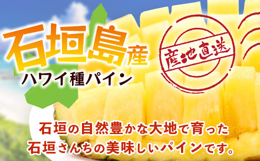 【先行予約】《2026年6月上旬頃より順次発送》石垣島産 ハワイ種 パイン (3玉 約3㎏) 【 産地直送 沖縄 石垣 パイナップル フルーツ 】石垣さんちの石垣トロピカルファーム TP-4 3玉（約3㎏）