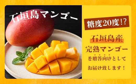 【先行予約】《2026年6月下旬～7月下旬発送》 最高糖度20度！？ 完熟の極！石垣島マンゴー 2玉約900g【贈答向け】【 産地直送 完熟マンゴー アーウィン マンゴー 沖縄 八重山 石垣島産 】TF-6-1_R8