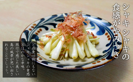 【先行受付】島らっきょう 生 土付き １kg《2026年2月上旬～3月下旬発送予定》沖縄 石垣島 農家直送【野菜 らっきょう 島らっきょう おつまみ 採れたて 漬物 天ぷら】TK-7