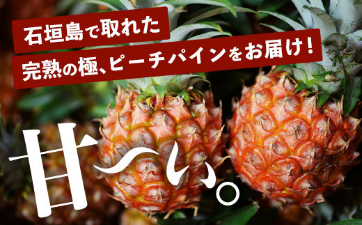 《2026年4月～6月順次発送》【先行予約】最高糖度20度以上！？ 完熟の極 石垣島産ピーチパインとスナックパインの食べ比べセット【 沖縄 石垣 ピーチ スナック パイン パイナップル 完熟 セット フルーツ デザート 食べ比べ 】TF-33_R8