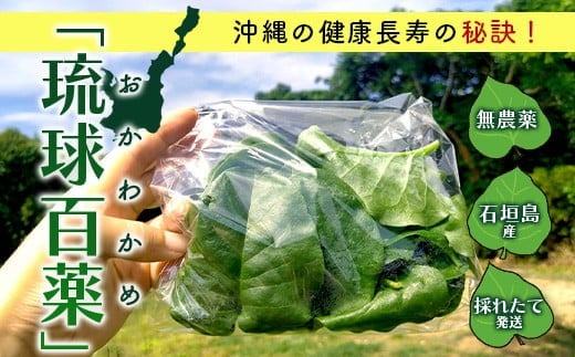 ＜先行予約＞2026年2月順次発送／沖縄の健康長寿の秘訣「琉球百薬（おかわかめ）」10袋と旬の野菜詰め合わせ！農薬を使わない栽培方法を続けるミネイさんの野菜【 沖縄 石垣島 石垣島産 野菜 セット 詰合せ 農薬不使用 離島のいいもの 沖縄いいもの石垣島 】OI-24