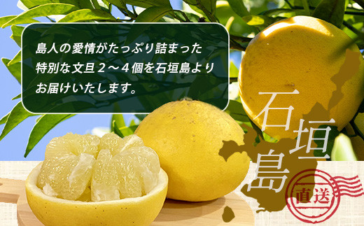 文旦（２～４個）農薬を使わず、森のような畑で栽培する特別な果物 ＜2025年11月～2026年3月順次発送＞【 沖縄 石垣島 石垣島産 フルーツ 果物 農薬不使用 離島のいいもの 沖縄いいもの石垣島 】OI-19