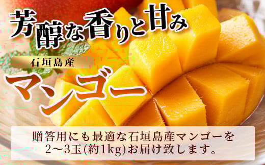 ＜先行予約＞ 石垣島産マンゴー (アーウィン種) 約1kg (2～3玉) 贈答用 ＜2026年6月順次発送＞ | ふるさと納税 マンゴー フルーツ 果物 アップルマンゴー アーウィン 贈答 JAおきなわ JA 沖縄県 石垣市 石垣島 ふるさと 人気 送料無料 AE-5-1
