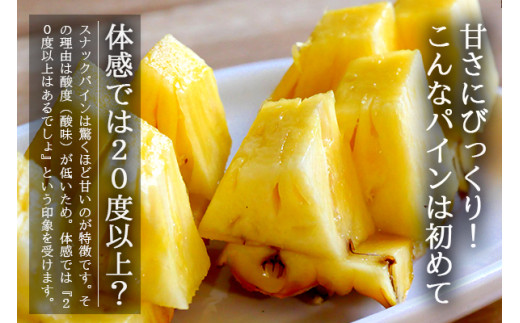 ＜先行予約＞ 農家直送！石垣島産 スナックパイン 3玉入 約1.8kg (1.6～2.0kg) ＜2026年5月中旬から発送＞ | 沖縄県 石垣島 石垣市 スナックパイン ポコットパイン ボゴールパイン パインアップル 農家 直送