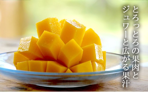 【先行受付】《2025年7月～8月中旬順次発送》訳あり 沖縄マンゴー（石垣島産）4kg ときわマンゴー農園【ふるさと納税 石垣島 沖縄県石垣市 石垣市 南国 フルーツ マンゴー 果物 訳あり】TK-4-1