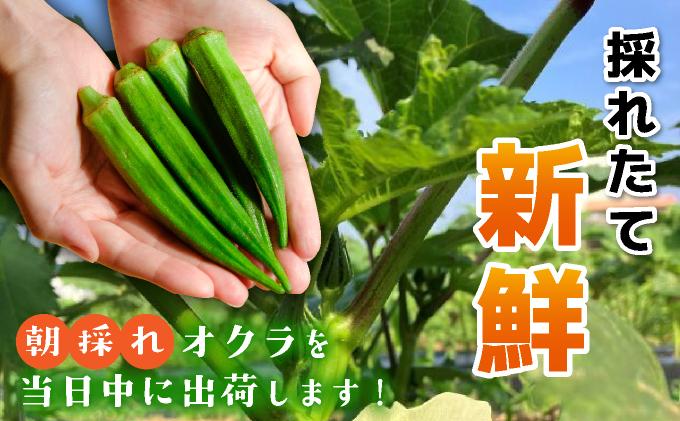 ＜5～12月発送＞ 石垣島産 オクラ 食べ比べセット10本入り×10袋 (3種類～) | 沖縄県 石垣市 沖縄 石垣 石垣島 希少 おくら オクラ 野菜 採れたて フレッシュな野菜 夏野菜 南国