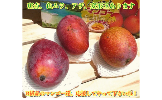 ＜先行予約＞ 石垣島産 《訳あり・ご自宅用マンゴー》 約1kg エコ箱入り (2～4個入り) ＜2026年7月中旬以降発送＞ | マンゴー 沖縄 石垣 規格外 SI-029