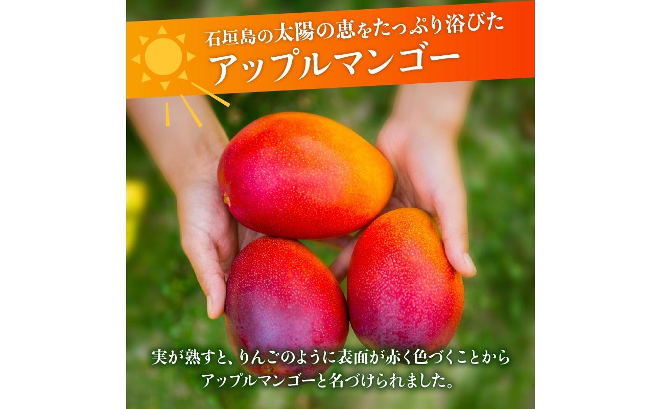 【2026年発送 先行予約】石垣島のマンゴー 約2kg  【沖縄県 石垣市 産地直送 旬 石垣島産 マンゴー 完熟マンゴー】HI-2