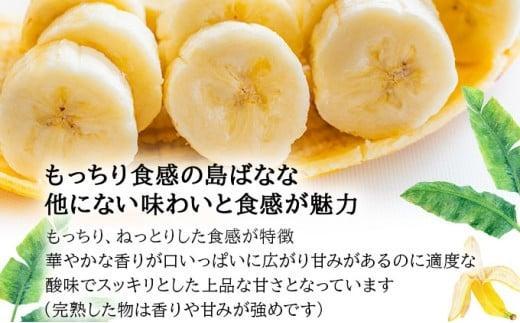 【先行予約 2026年5～10月順次発送】バナナ好きに届けたい！！完全無農薬栽培 もっちり食感がやみつきの希少な国産『プレミアム島ばなな』贅沢に1房丸ごと約1kgお届け！！ 【2026年5~10月発送】約1kg