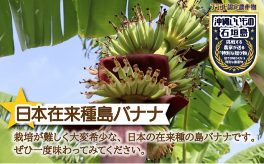 希少！特許製法で作るシリカ水で栽培する特別な「島バナナ」【ふるさと納税 沖縄県石垣市 沖縄 石垣市 石垣島 希少 無農薬 バナナ ばなな 離島のいいもの 沖縄いいもの石垣島 】OI-6