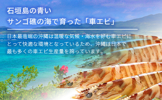 車えび500g【冷凍】25尾 ～ 33尾 沖縄県 石垣島 石垣市 クルマエビ くるまえび Sサイズ【嬉しい真空パック】エビ 海老 えび BE-05