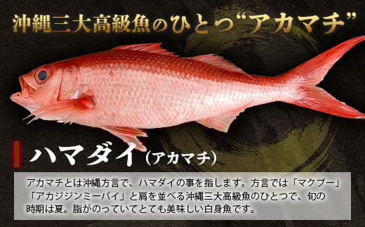 【予約受付】高級ブランド魚 尖閣赤マチ 1～2尾 合計約2kg 下処理済 【沖縄三大高級魚】尖閣諸島 刺身 焼魚 煮物 鮮魚 冷凍 ムニエル 天然 洋食 和食 白身魚 高級魚 GK-2