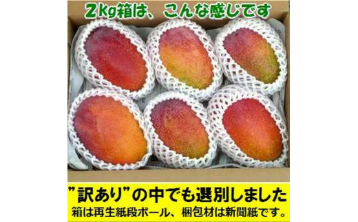 ＜先行予約＞ 石垣島産 《訳あり・ご自宅用マンゴー》 約2kg エコ箱入り (3～6個入り) ＜2026年7月中旬以降発送＞ | マンゴー 沖縄 石垣 規格外 SI-030