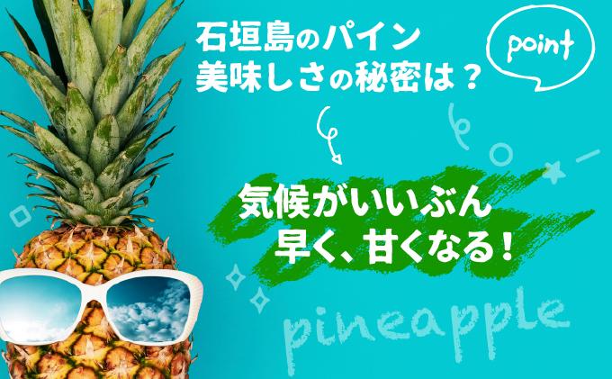 ＜先行受付＞石垣パイン ハワイ種 3個セット＜2026年7月上旬発送＞ | パイナップル パインアップル 石垣島パイン フルーツ 果物 くだもの 南国フルーツ 国産パイン MI-6-1 3個(約4kg)