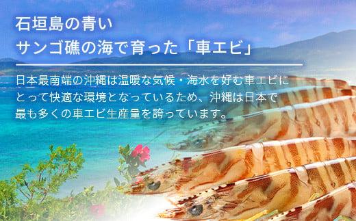活車えび 1kg【季節限定】50尾前後 沖縄県 石垣島 石垣市 活き くるまえび 車エビ BE-3 1kg 50尾前後