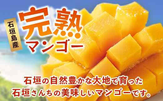 【先行予約】《2026年7月以降より順次発送》石垣島産 マンゴー  (アーウィン種) 約1kg(2～3玉) 《樹齢30年の木で育ったマンゴー》【 産地直送 沖縄 石垣島 マンゴー  アーウィン マンゴー フルーツ 】TP-1 約1kg（2～3玉）