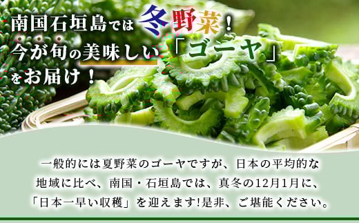 南国石垣島では冬が旬！朝採れ「ゴーヤ」大12本セット！減農薬！最優秀賞受賞の農家から！2026年1月上旬～2026年2月中旬頃まで順次発送【 沖縄県石垣市 石垣島産 フレッシュ ゴーヤ 減農薬 特別栽培 野菜 採れたて 離島のいいもの 沖縄いいもの石垣島 】OI-10