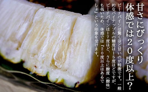 【先行受付】《2026年5月上旬～7月上旬順次発送予定》石垣島産パイナップル（ピーチパイン）3玉入 約2kg（1.7~2.2kg）【産地直送 沖縄県 石垣島 農家直送 パイン フルーツ】TK-10