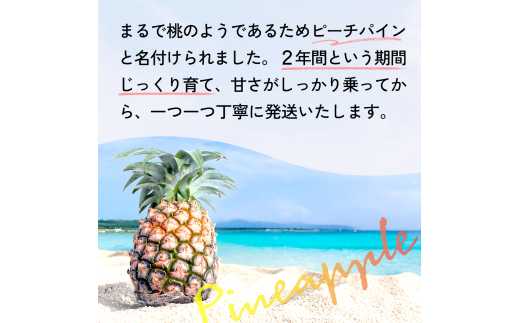 ＜先行予約＞石垣島産・大玉ピーチパイン 3玉 約3.0kg ＜2026年5月以降発送＞【 沖縄県石垣市 石垣島 フルーツ 果物 パイン パインアップル パイナップル 産地直送 】SI-037 大玉 3玉 約3.0kg