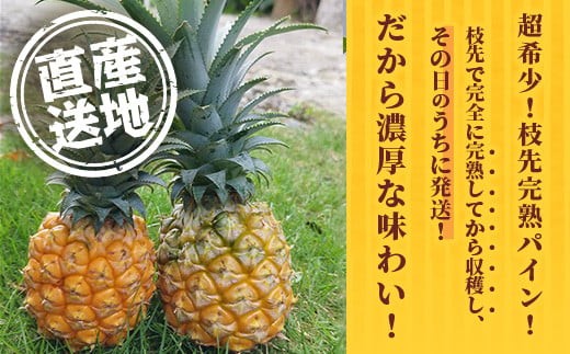 《2026年4月～7月順次発送》【先行受付】希少！濃厚！「枝先完熟・てのひらポコットパイン」【 沖縄 石垣市 石垣島 希少 完熟 パイナップル パイン ポコットパイン ポコット てのひらパイン 離島のいいもの 沖縄いいもの石垣島 】OI-3 