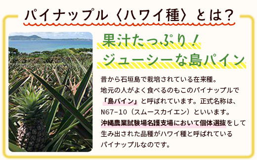 ＜先行予約＞ 石垣島産 有機パイナップル ハワイ種 2～4玉 (約2.8kg)《7月上旬順次発送》| パイナップル パインアップル 石垣島パイン フルーツ 果物 くだもの 南国フルーツ 国産パイン E-39