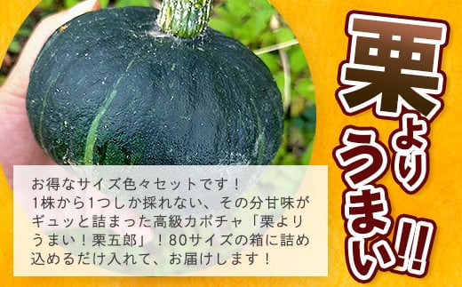 高級カボチャ「栗五郎」サイズ色々2-5個、お得セット！農薬を使わないシリカ水栽培 (3月～5月順次発送)【 産地直送 沖縄県 石垣島産 カボチャ かぼちゃ 野菜 離島のいいもの 沖縄いいもの石垣島 】OI-13