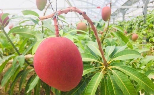 ＜先行予約＞石垣島産マンゴー(アーウィン種) 4～5玉 約2kg | マンゴー アップルマンゴー 沖縄県 IF-2 4～5玉 約2kg