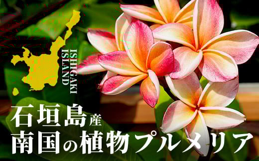 石垣島産 プルメリア苗木1本(50～60cm) ＜2026年5月以降発送＞ | 石垣島 南国 植物 花 苗木 観葉植物 NE-5