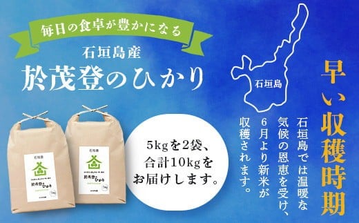 石垣島産 於茂登(おもと)のひかり 10kg みやぎ米屋【 日本一早い新米の産地 石垣 米 お米 産地直送 旬 しきゆたか 沖縄県 石垣市 】MK-2 