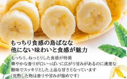 【先行予約 2026年5～10月順次発送】バナナ好きに届けたい！！完全無農薬栽培 もっちり食感がやみつきの希少な国産『プレミアム島ばなな』贅沢に1房丸ごと約1.5-2kgお届け！！ 【2026年5~10月発送】約1.5-2kg