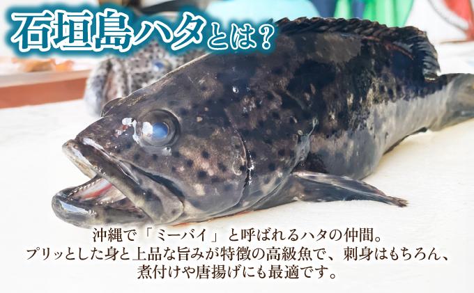 石垣島 ハタ ハーフフィーレ | 勝水産 ミーバイ ヤイトハタ 沖縄県石垣市 石垣 沖縄 石垣市 石垣島 KS-15 ハーフフィーレ