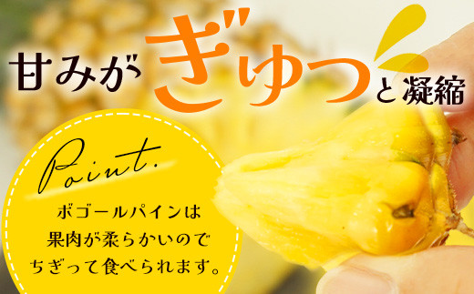 【先行予約】《2026年4月下旬より順次発送》石垣島産 ボゴールパイン 2～3玉セット 約2㎏【産地直送 石垣島産 石垣 完熟 パイン パイナップル スナックパイン ボゴール 】TD-2