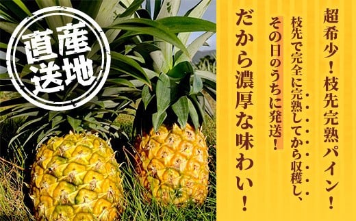 《2026年6月～8月順次発送》【先行受付】希少！濃厚！「枝元完熟・てのひらジュワリーパイン」 【 沖縄県 石垣 石垣島 パイン 果物 フルーツ パイナップル 離島のいいもの 沖縄いいもの石垣島 】OI-5