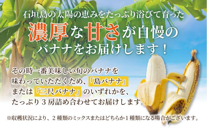 ＜訳あり＞ 大満足！石垣島産バナナ3房 ＜2026年6～10月発送＞ KP-022