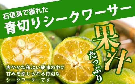 【先行予約】≪2026年8月以降順次発送≫こだわりの青切りシークワーサー 1.3kg 約40～60個 【 産地直送 沖縄 石垣島 石垣 八重山 シークワーサー 柑橘 フルーツ くだもの 果物 】TF-041 1.3kg