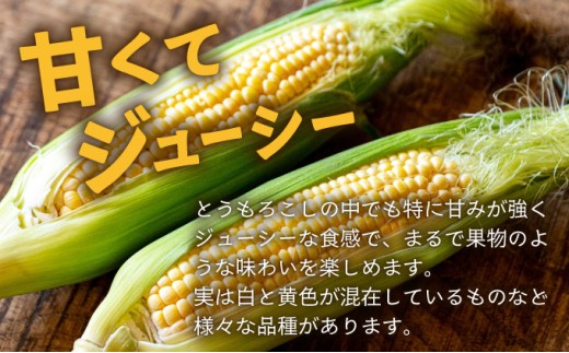【先行予約2025年12月-2026年4月】 1番遅くて1番早い⁉ 朝採れプレミアムスイートコーンを皮付きのまま15本お届け！！
