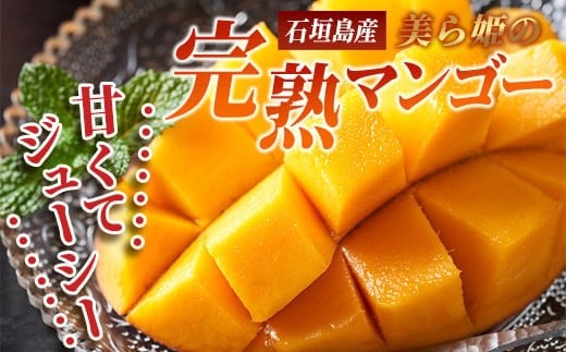 ［予約受付］美ら姫マンゴー2kg（完熟・アーウィン種）≪2026年7月中旬～順次発送≫【 産地直送 沖縄県 石垣市 マンゴー フルーツ 果物 南国 石垣島 】CB-2 2kg