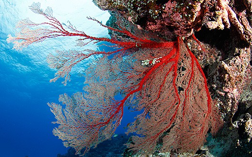 ファンダイビング利用券　石垣島のマンタ・サンゴ・ウミガメに会いに行こう！【沖縄県 石垣市 ダイビング 利用券 海 ダイバー マンタ 珊瑚 ウミガメ 旅行】YD-1-1