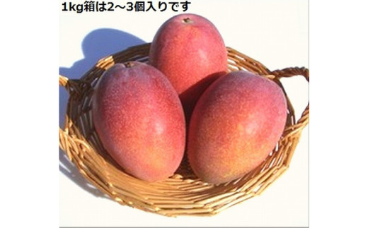 石垣島産　完熟マンゴーをお届け