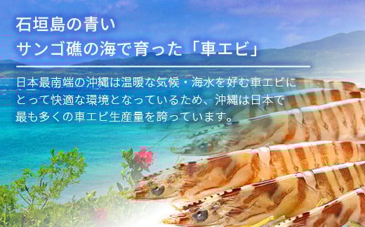 活車えび 500g【季節限定】25尾前後 沖縄県 石垣島 石垣市 活き くるまえび 車エビ BE-4 500g 25尾前後
